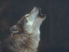 Immagine profilo di lupo.lupone
